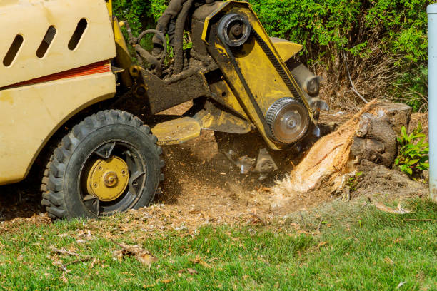 Residential Tree Removal in Atkins, AR